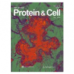 protein&cell